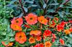 USA, Washington State, Sammamish. Garden with orange, red Petunia Art Print